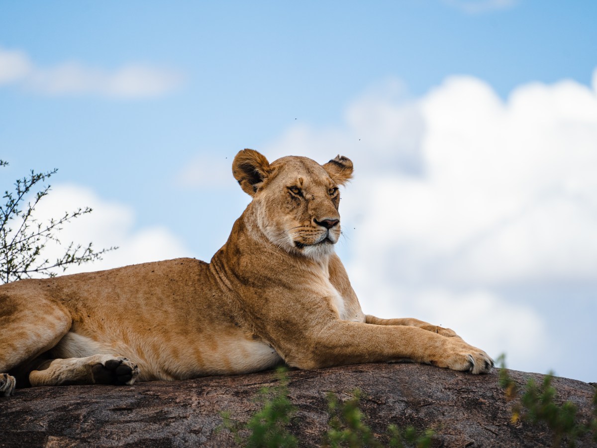 Kenya – The Ultimate&nbsp;Guide